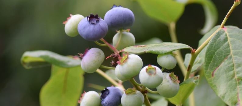 Ripe and unripe blueberries growing on a bush